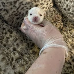 Extreme chocolate blonde parti - Parti male Yorkshire Terrier puppy in Yukon, Oklahoma from Tiffs Yorkie babies