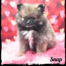 Snap - Cream sable female Pomeranian puppy in Cleveland, Georgia from Precious Paw Pomeranians