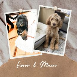Goldendoodle Puppies from Lundee Doodles