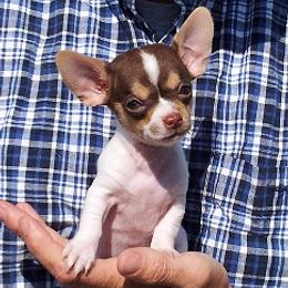 Chihuahua puppies from Rocky Top Hearts