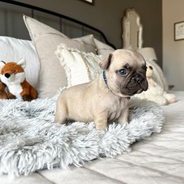 French Bulldog Puppies from Honey Bee Frenchies
