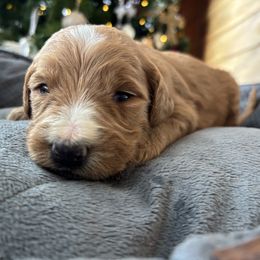 Boy 2 - Apricot male Goldendoodle puppy in Mattawan, Michigan from Doodifuldoods