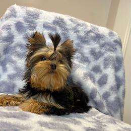Princess - Black and tan female Yorkshire Terrier puppy in Burleson, Texas from BabydollYorkiesofTexas