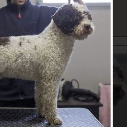 Loris - Lagotto Romagnolo
