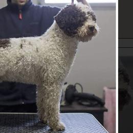 Loris - Lagotto Romagnolo