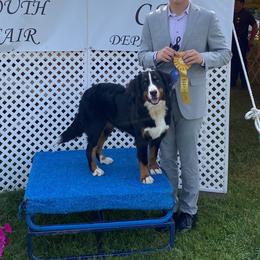 Bianca - Bernese Mountain Dog