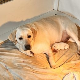 Girl 1 - Labrador Retriever puppy in Charleston, Maine from Puddledock Pups