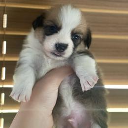 Male 2 - Sable male Pembroke Welsh Corgi puppy in Hueytown, Alabama from AAA Corgis