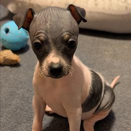 Cranberry - White and black female American Hairless Terrier puppy in Phoenix, Arizona from Bare Valley