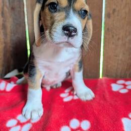 Sir Gwain - Black tan and white male Beagle puppy in Colville, Washington from Rosehaven Homestead