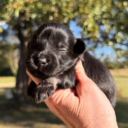 Jack - Black and silver male Miniature Schnauzer puppy in Silver Creek, Mississippi from Mamie’s Minis, LLC