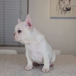 French Bulldog Puppies from Frenchies of WesCo, LLC