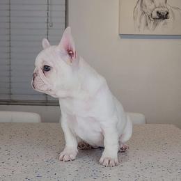 French Bulldog Puppies from Frenchies of WesCo, LLC