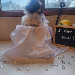 Pomeranian Puppies from Fancy Paws Pomeranians