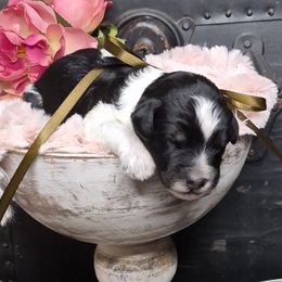 Max - Merle male Springerdoodle puppy in Fargo, North Dakota from Dakota SpringerDoodles