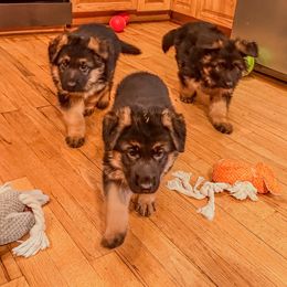 German Shepherd puppies from Flood Farm German Shepherds
