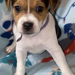 Russell Terriers from Greer's Rusell Terriers
