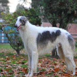Gael - Borzoi