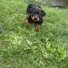 Rottweiler Puppies from Rott-Squad Kennels