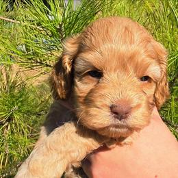 Plaidley - Red female Cockapoo puppy in Indiahoma, Oklahoma from Phamily Doodles