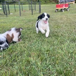 Lavendar collar - White and black female English Springer Spaniel puppy in Sterling, Michigan from Springerdoodles In MI