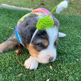 Bernedoodle Puppies from Bernedoodle Love