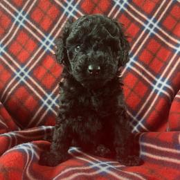 Amirah - Black female Poodle puppy in Mayville, Michigan from Kathy Maize