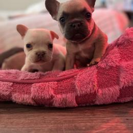 French Bulldog Puppies from The Frenchie Lady Co.