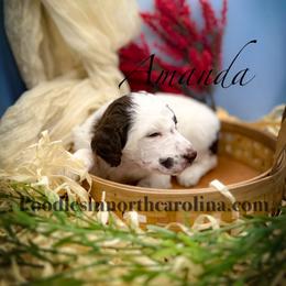 Amanda - Parti female Poodle puppy in Greenville, North Carolina from Grace Poodles