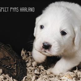 HAALAND - White male Great Pyrenees puppy in Trinidad, Colorado from Prospect Pyrenees