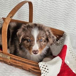 Raider - Red merle male Australian Shepherd puppy in Mountain Grove, Missouri from K Bar H Farms