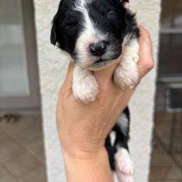 Black bi color - Black and white male Aussiedoodle puppy in Spring Hill, Florida from Pawprint Dreams Boarding and Kennel