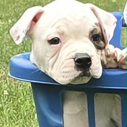 Taffy - White and brindle female American Bulldog puppy in Three Rivers, Michigan from Jemms Kennels