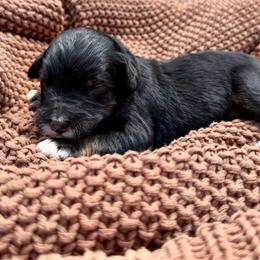 Mr. Slushie - Phantom male Bernedoodle puppy in Hegins, Pennsylvania from Bubbling Springs Doodles, LLC