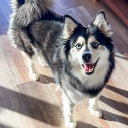 Heiress - Pomsky