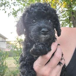 Theodore - Black and white male Cavapoo puppy in West Bountiful, Utah from Kings Peak kennel