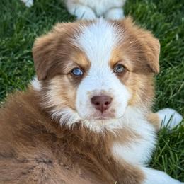 Poppy - Red tri-color female Miniature American Shepherd puppy in Herriman, Utah from Painted Blue Aussies