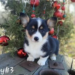 Boy 3 - Black and tan male Pembroke Welsh Corgi puppy in Nixa, Missouri from Pistol Creek Puppies