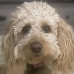 Goldendoodles from Doodle Do & Company