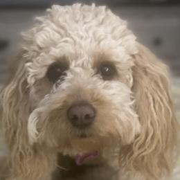 Goldendoodles from Doodle Do & Company
