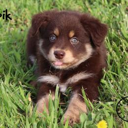 Yupik - Red tri female Miniature Australian Shepherd puppy in Garden Plain, Kansas from Krazy K Aussies