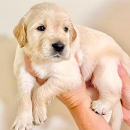 Salty - Golden male Golden Retriever puppy in Seville, Ohio from Retriever Ranch