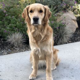 Golden Retriever puppies from Level Up Retrievers
