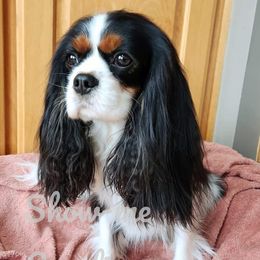 Faith - Cavalier King Charles Spaniel
