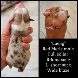 Lucky - Red merle male Miniature American Shepherd puppy in Arcanum, Ohio from Sunset Hill Mini & Toy Aussies