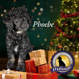 Poodle Puppies from Impressive Cartwright Poodles