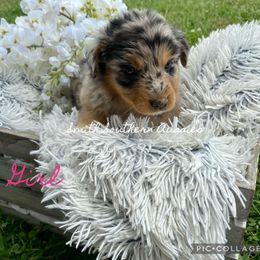 Australian Shepherd Puppies from Smith Southern Aussies