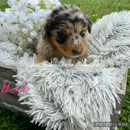 Australian Shepherd Puppies from Smith Southern Aussies