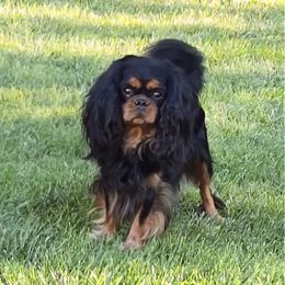 Freddy - Cavalier King Charles Spaniel