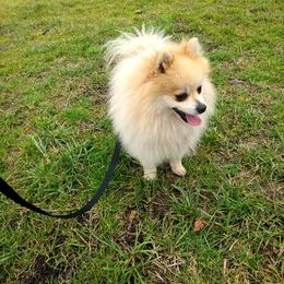 Napoleon - Pomeranian